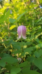 Clematis viorna