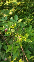 Clematis viorna
