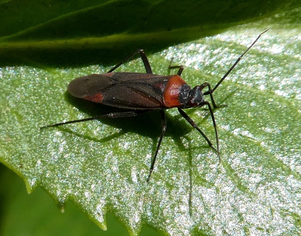 Lopidea nigridia