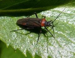 Lopidea nigridia