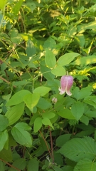 Clematis viorna