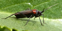 Lopidea nigridia