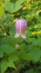 Clematis viorna