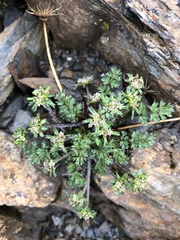 Chaerophyllum taiwanianum