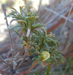 Phyllota pleurandroides
