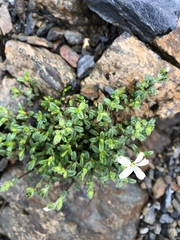 Cerastium morrisonense