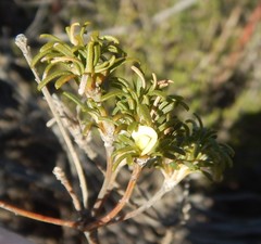 Phyllota pleurandroides