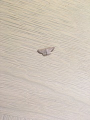 Scopula propinquaria