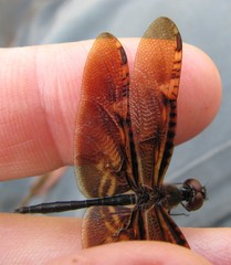 Rhyothemis obsolescens