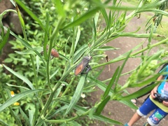 Anoplocnemis phasianus