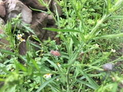 Anoplocnemis phasianus