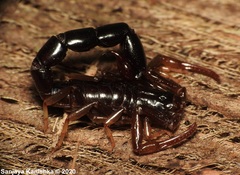 Buthoscorpio sarasinorum