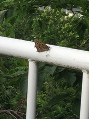 Neope goschkevitschii