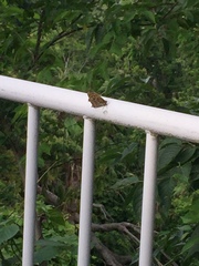 Neope goschkevitschii