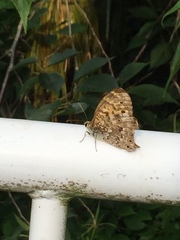 Neope goschkevitschii