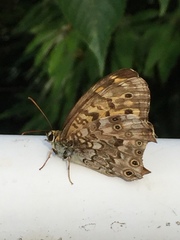 Neope goschkevitschii