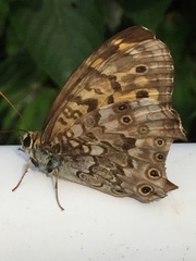 Neope goschkevitschii