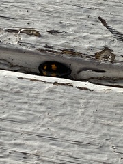 Glischrochilus grandis