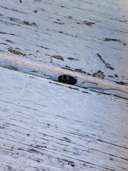 Glischrochilus grandis