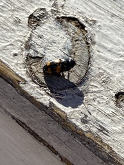 Glischrochilus grandis