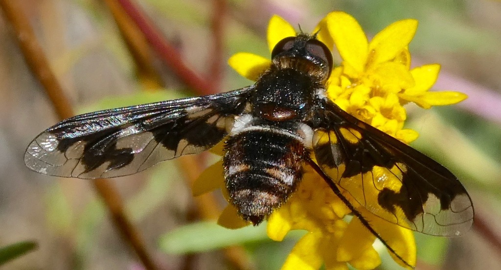 Exoprosopa jonesi