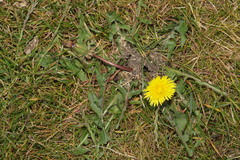 Taraxacum officinale