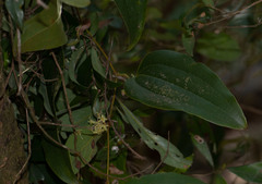 Smilax ocreata