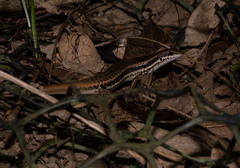 Sphenomorphus incognitus