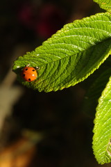 Coccinella septempunctata