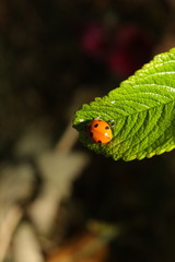 Coccinella septempunctata