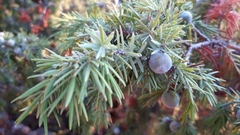 Juniperus