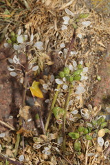 Cochlearia officinalis
