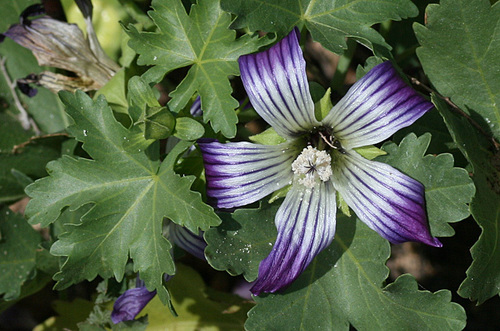 Malva pacifica