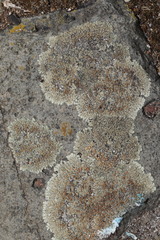 Protoparmeliopsis muralis