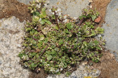 Cochlearia officinalis