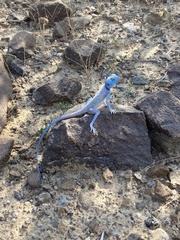 Pseudotrapelus jensvindumi