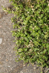 Stellaria media
