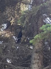 Corvus frugilegus