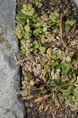 Cochlearia officinalis