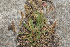 Plantago coronopus