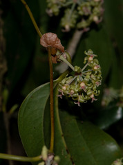 Smilax ocreata