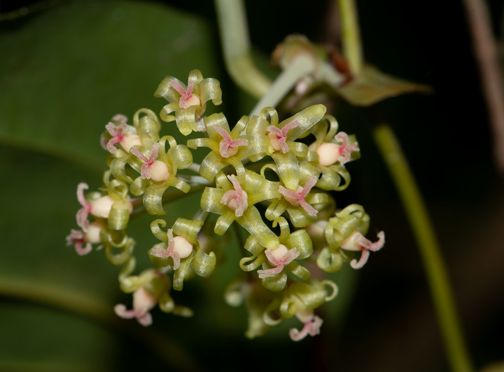 Smilax ocreata