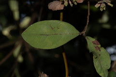 Smilax ocreata