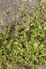 Stellaria media