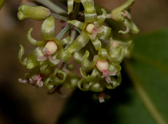 Smilax ocreata