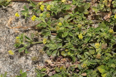 Medicago lupulina