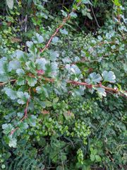 Ribes speciosum