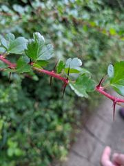 Ribes speciosum