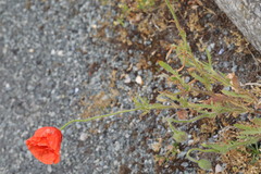Papaver rhoeas