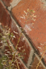 Capsella bursa-pastoris